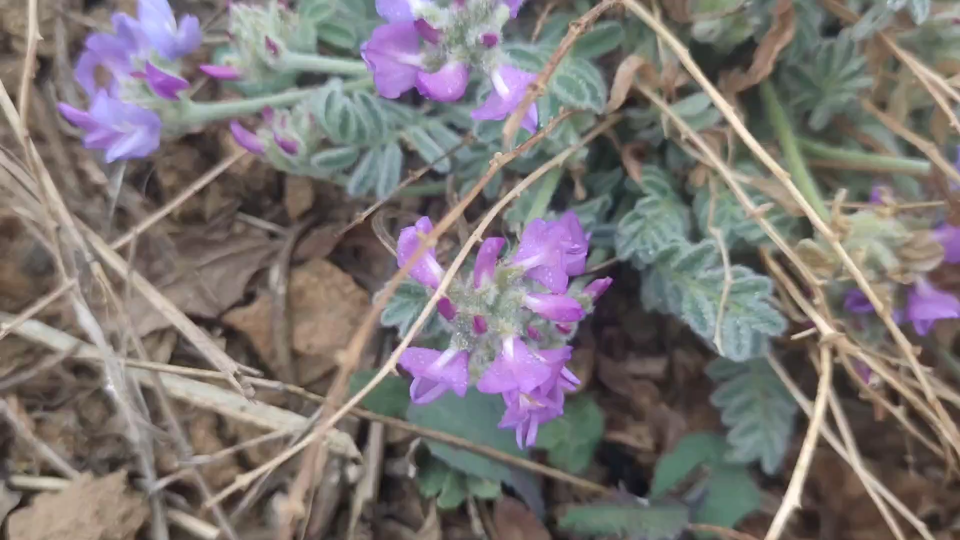 [图]你的家长有没有这个植物？是春天第一个开花的野生植物吗？