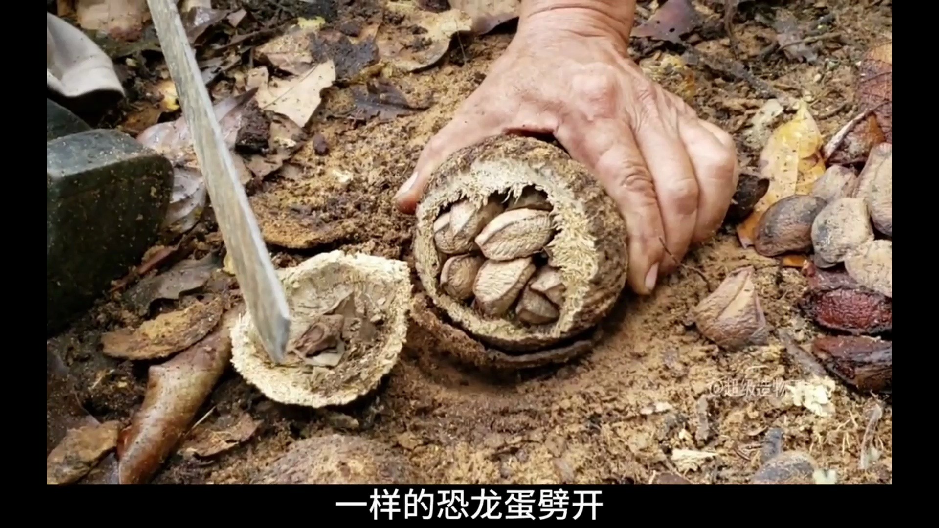 今年鲍鱼果为什么这么火?