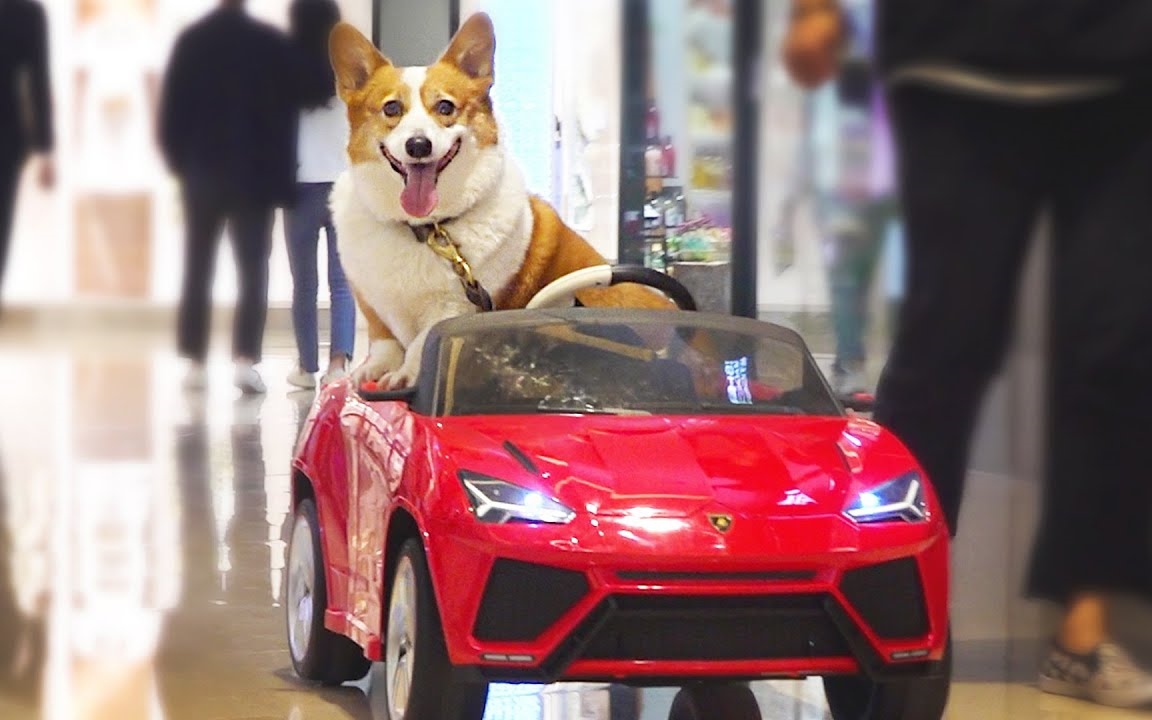 【中字】坐车车去买零食啦【柯基 8corgi house】_哔哩哔哩_bilibili