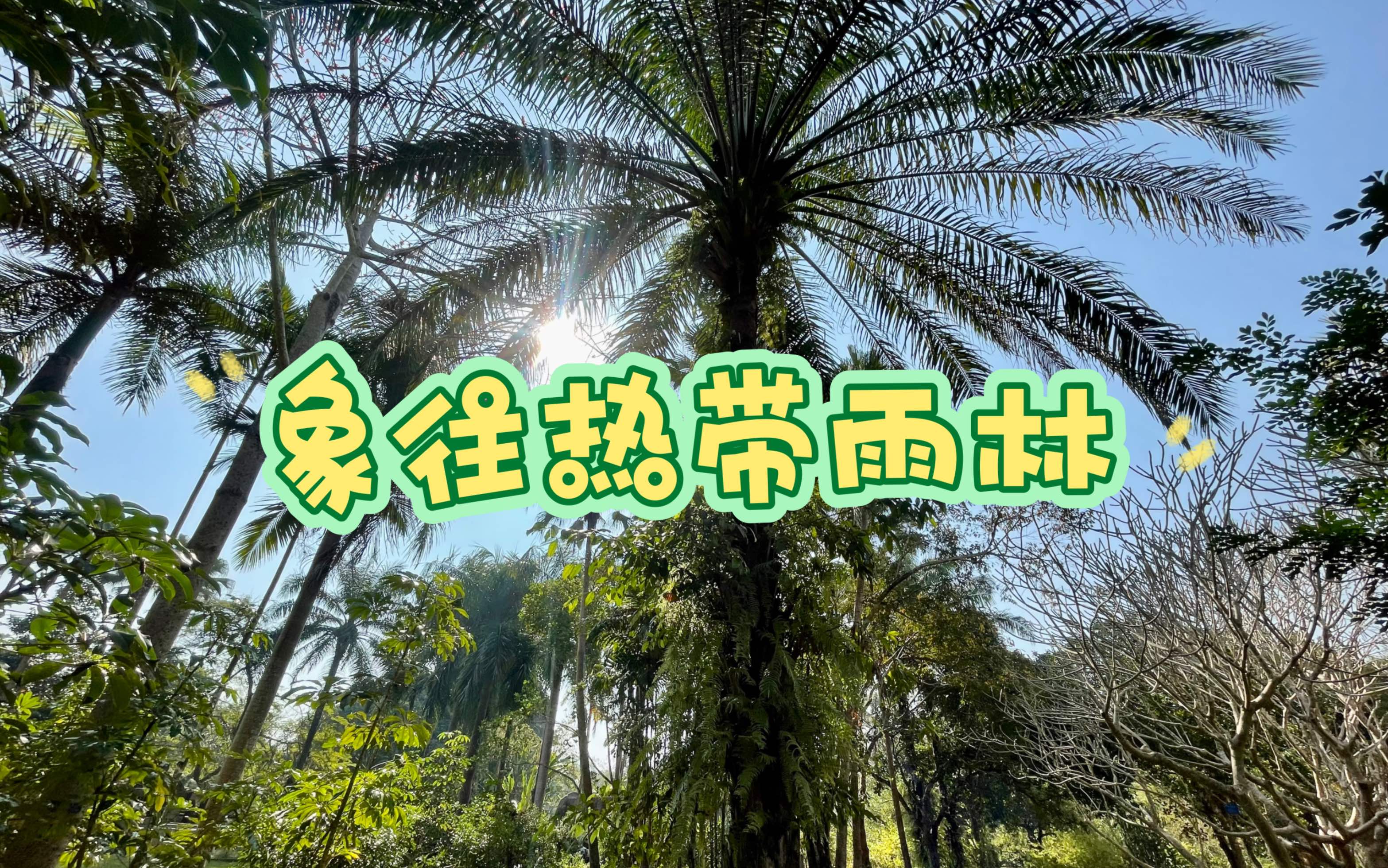 [图]瞰雨林，来中科院西双版纳热带植物园