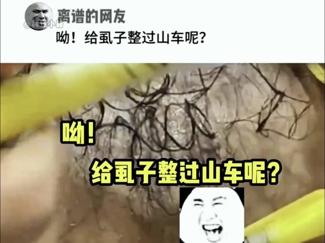 哟!给虱子整过山车呢?哔哩哔哩bilibili