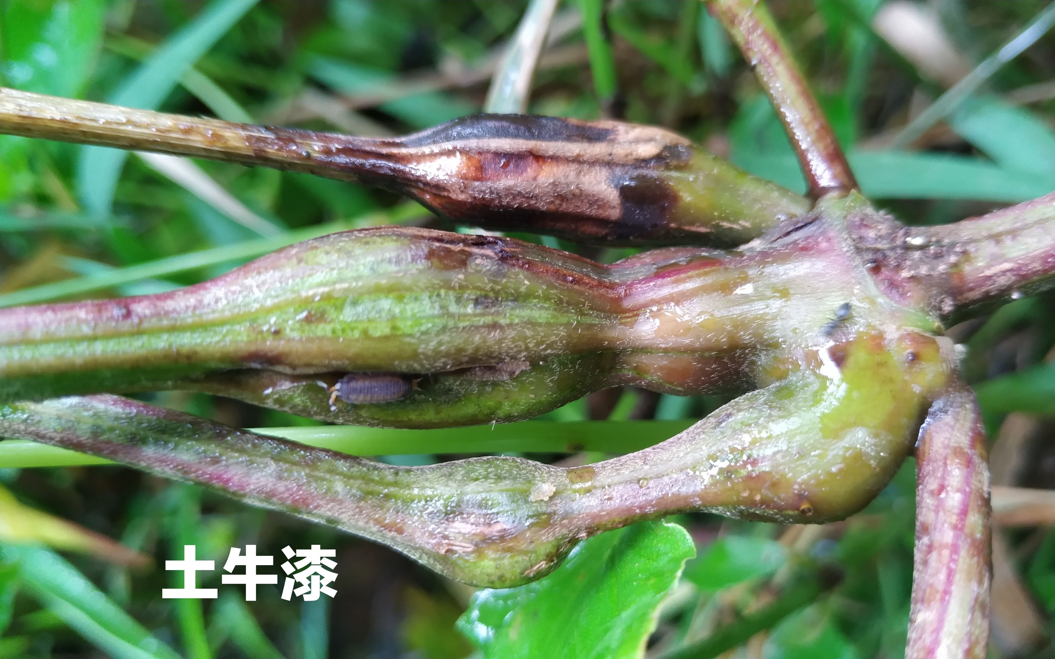 牛漆功效与作用及禁忌(牛漆的功效与作用及禁忌,你知道吗?