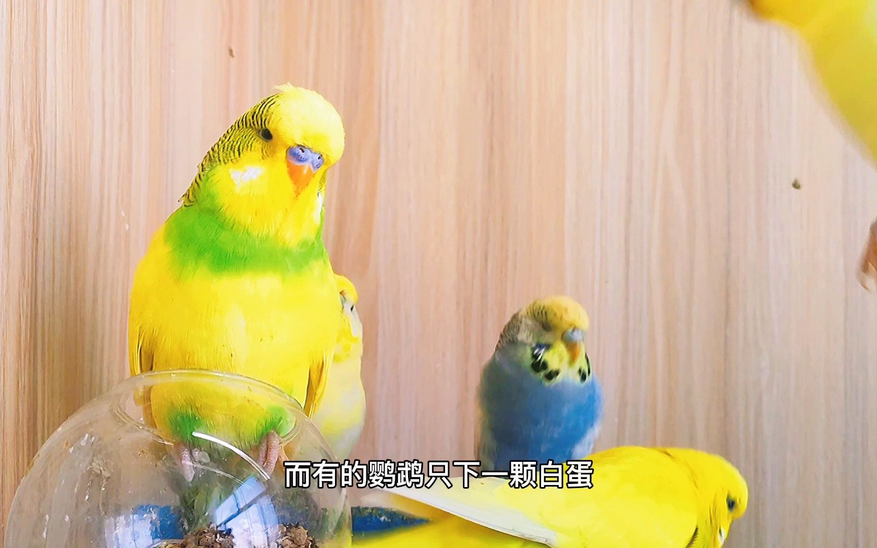 虎皮鹦鹉踩背后只下一个蛋,这让饲养鹦鹉的主人怎么繁殖雏鸟呢?