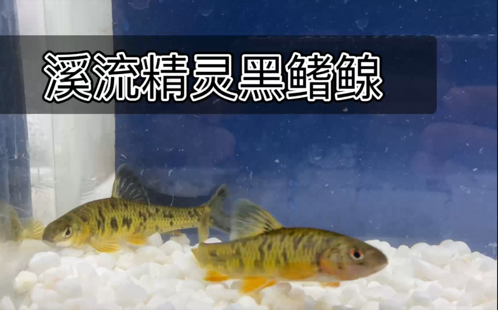 原生鱼欣赏黑鳍鳈哔哩哔哩bilibili