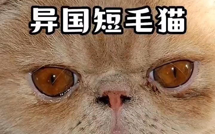 一分钟了解异国短毛猫 异国短毛猫 加菲猫 猫咪品种介绍 萌宠计划哔哩哔哩bilibili