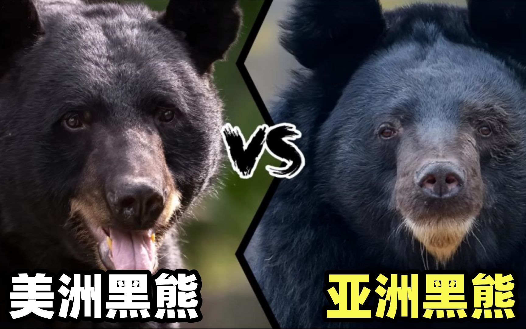 美洲黑熊vs亚洲黑熊,当东北虎杀手遇到孟加拉虎克星,谁更强呢?