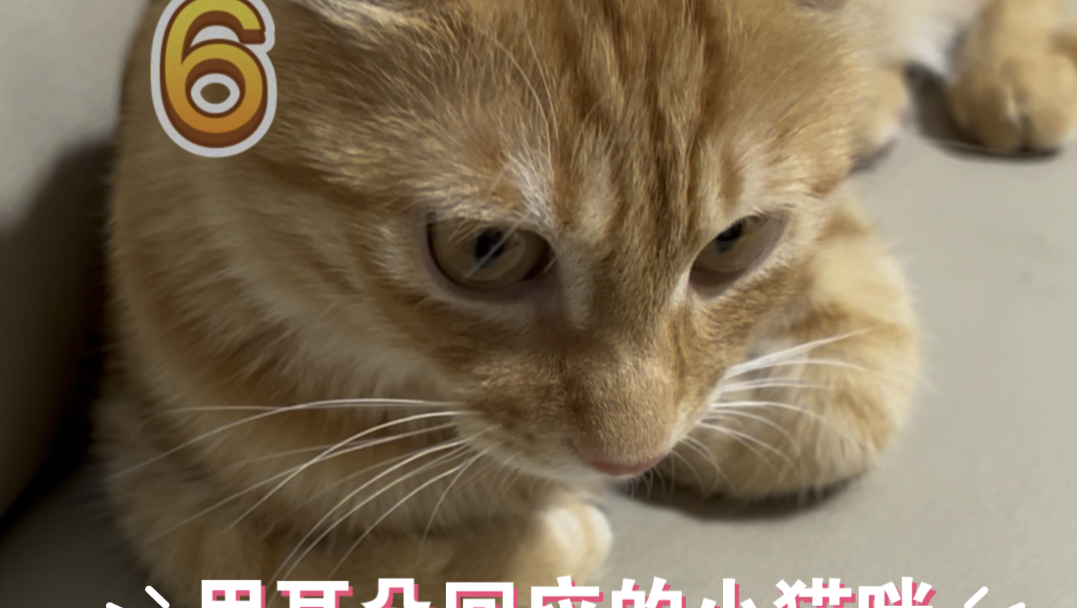 猫耳朵有什么功能?哔哩哔哩bilibili