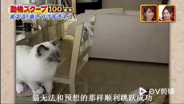 日本综艺中国小猫哔哩哔哩bilibili