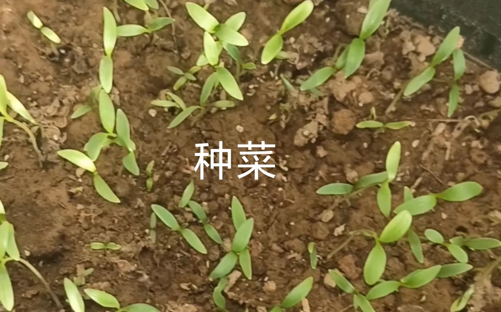 [图]种菜也是一种快乐