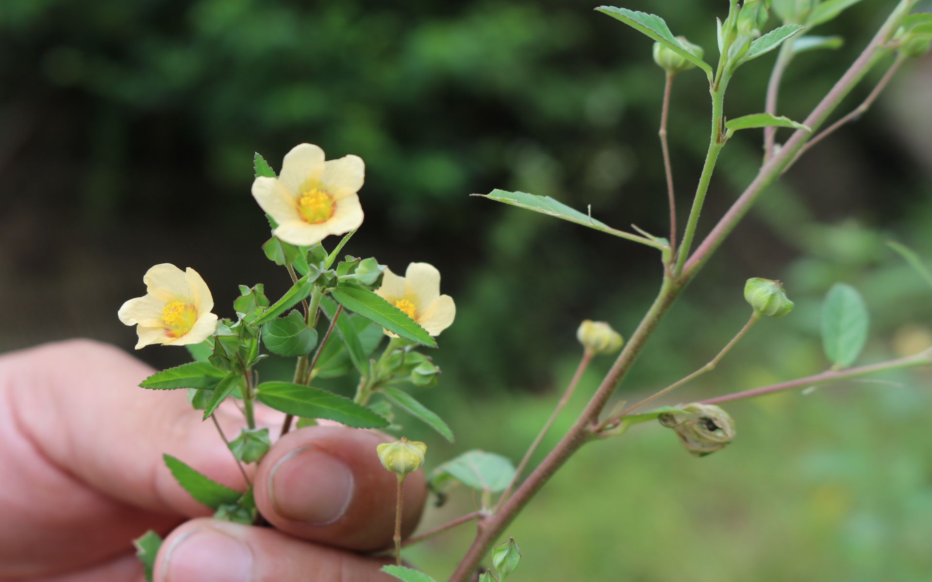 白背黄花稔的功效(白背黄花稔:滋补养生,提高免疫力)