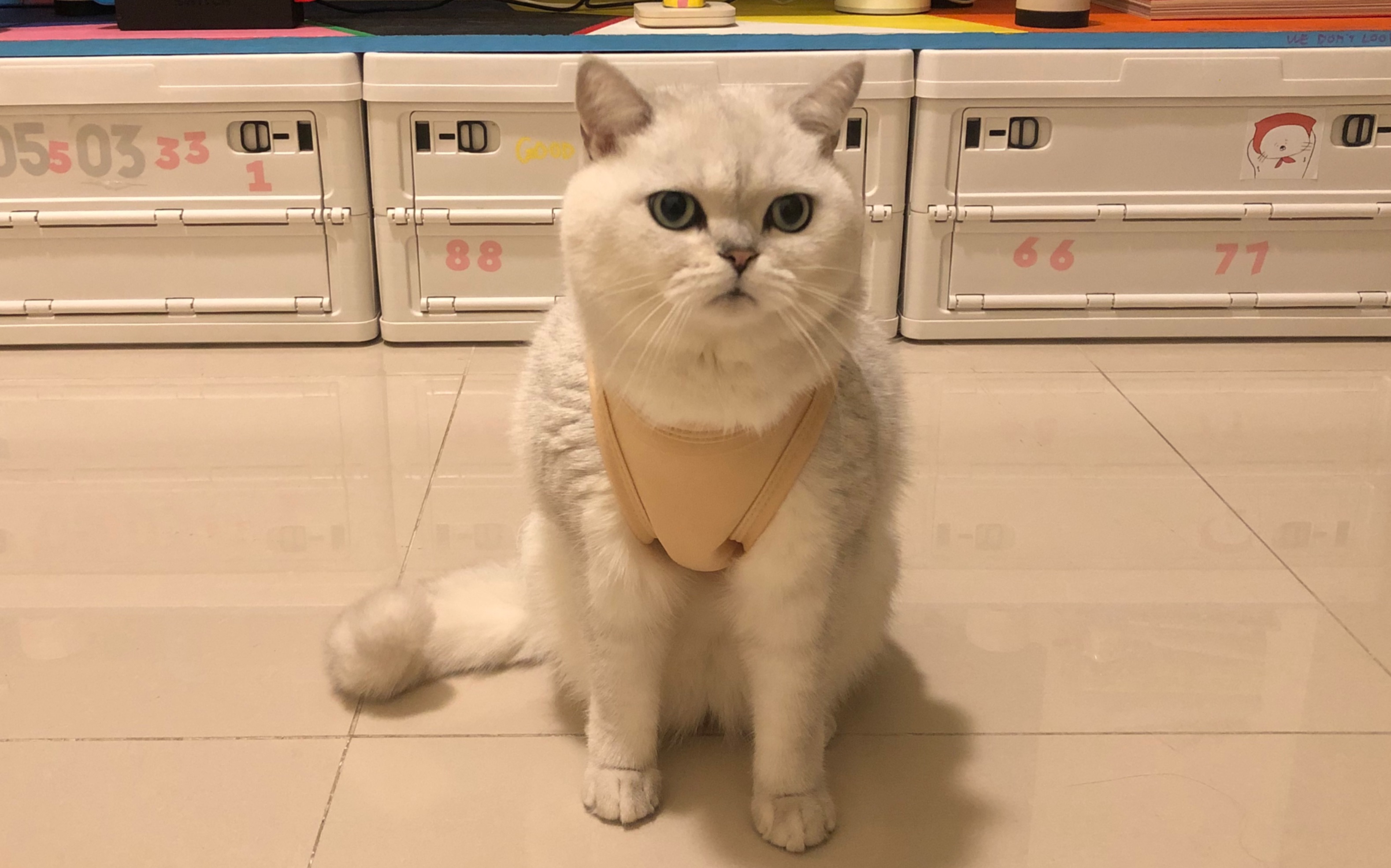 笑鼠,穿上衣服走路憨憨地