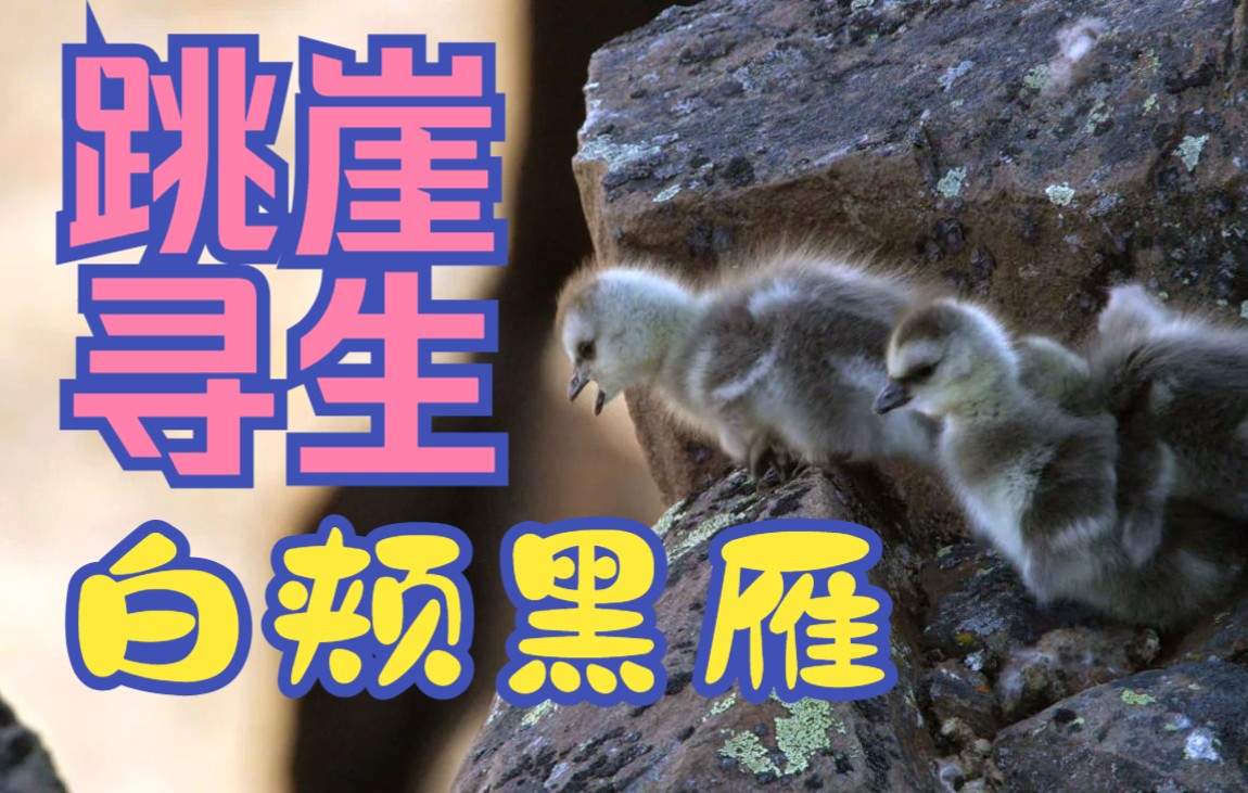 跳崖寻生的白颊黑雁:生命的顽强_哔哩哔哩_bilibili