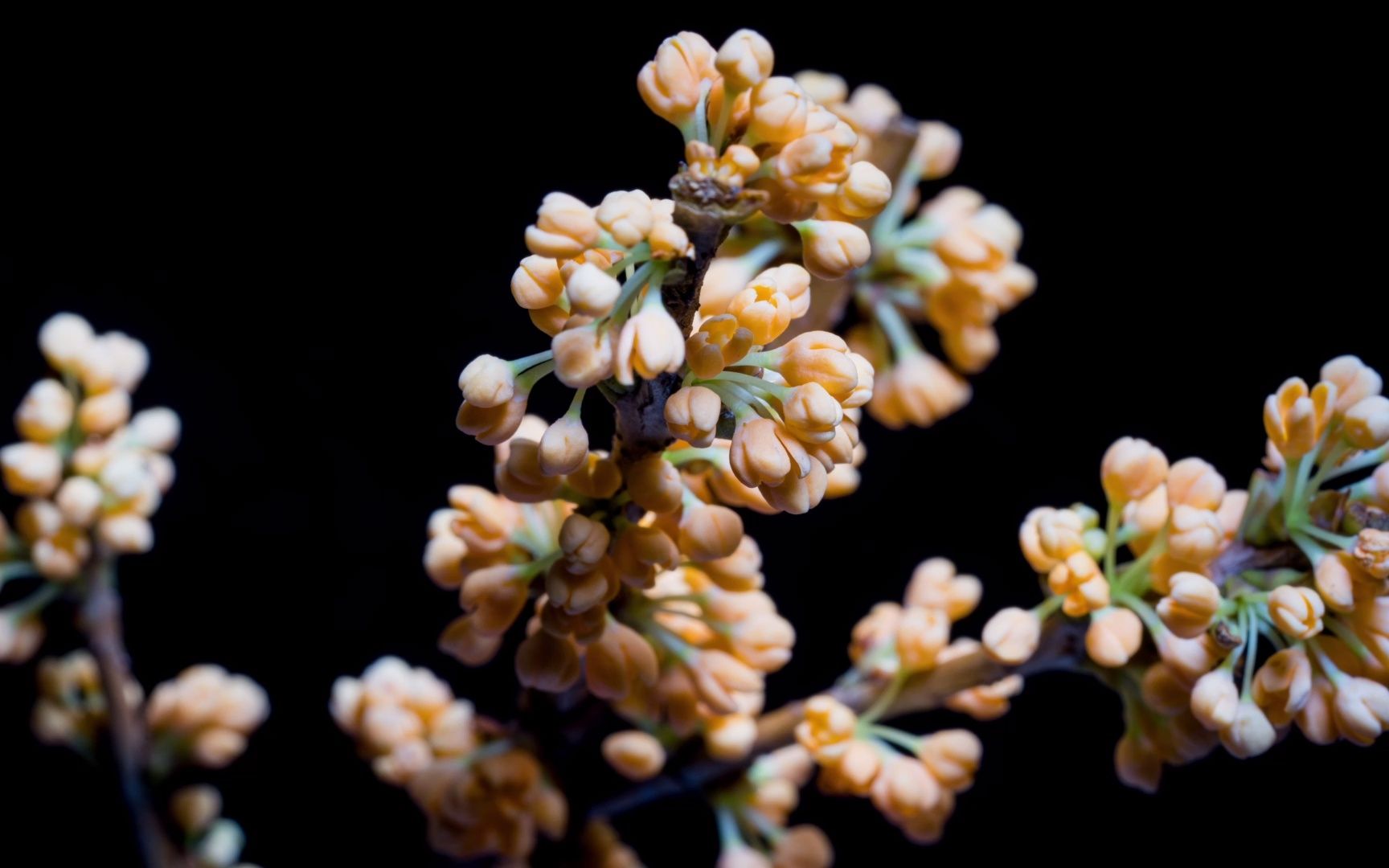 [图]百花齐放--桂花（二十四节气之寒露 ）