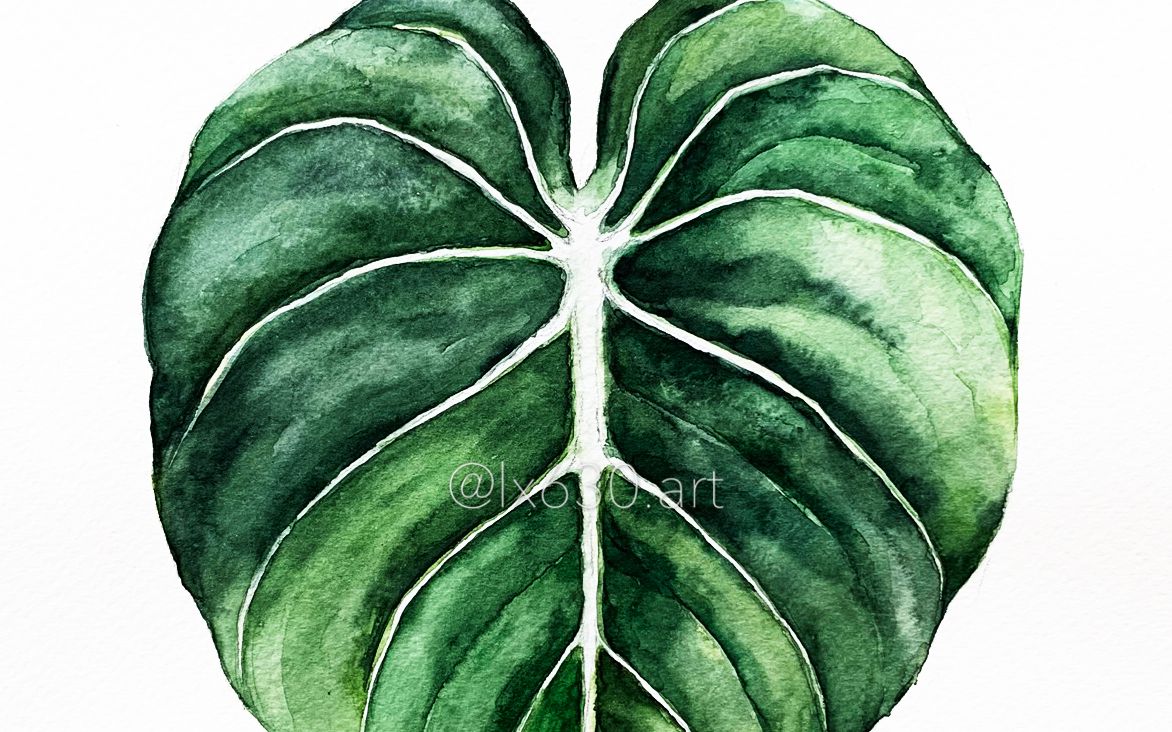 水彩天鹅绒海芋叶子绘画过程快放