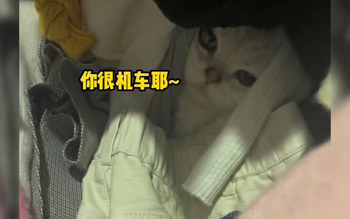 盘点那些会“隐身”的猫,捉迷藏叫躲猫猫是有原因的 # 隐身猫哔哩哔哩bilibili