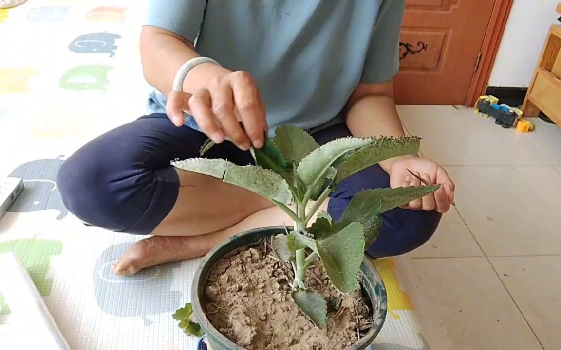 今天农婆婆用落地生根嫁接一棵两色的长寿花