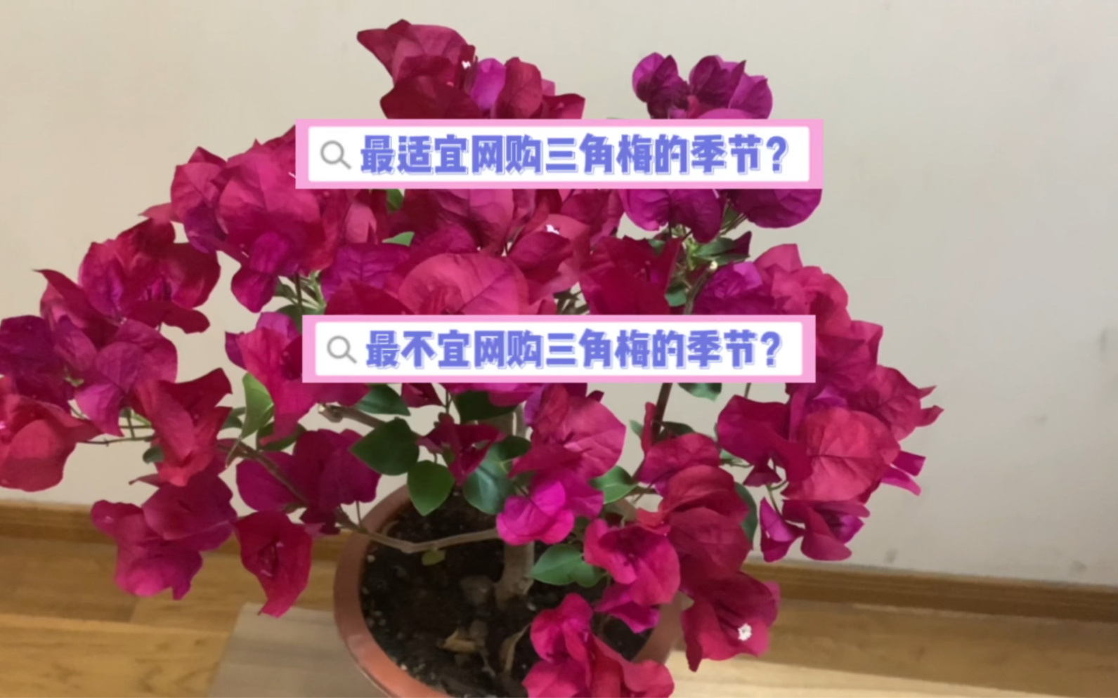 [图]最适宜网购三角梅的季节？最不宜网购三角梅的季节？亲测有效！