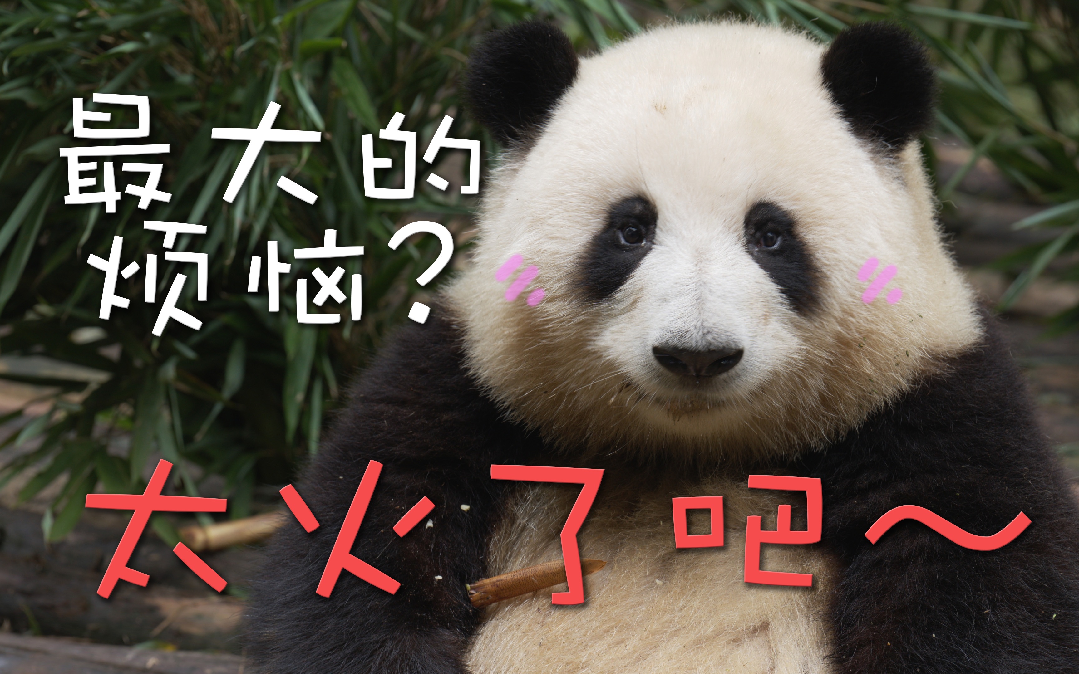 记录下花花粉丝团的日常～女儿实火,为了拍到花花阿婆主手都举断了.