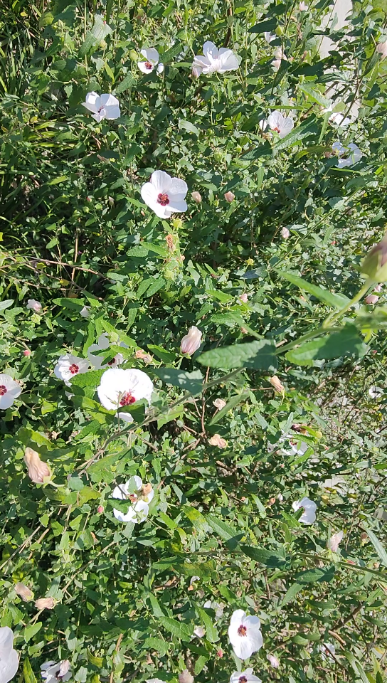 [图]蜜蜂视角的一丛秋花