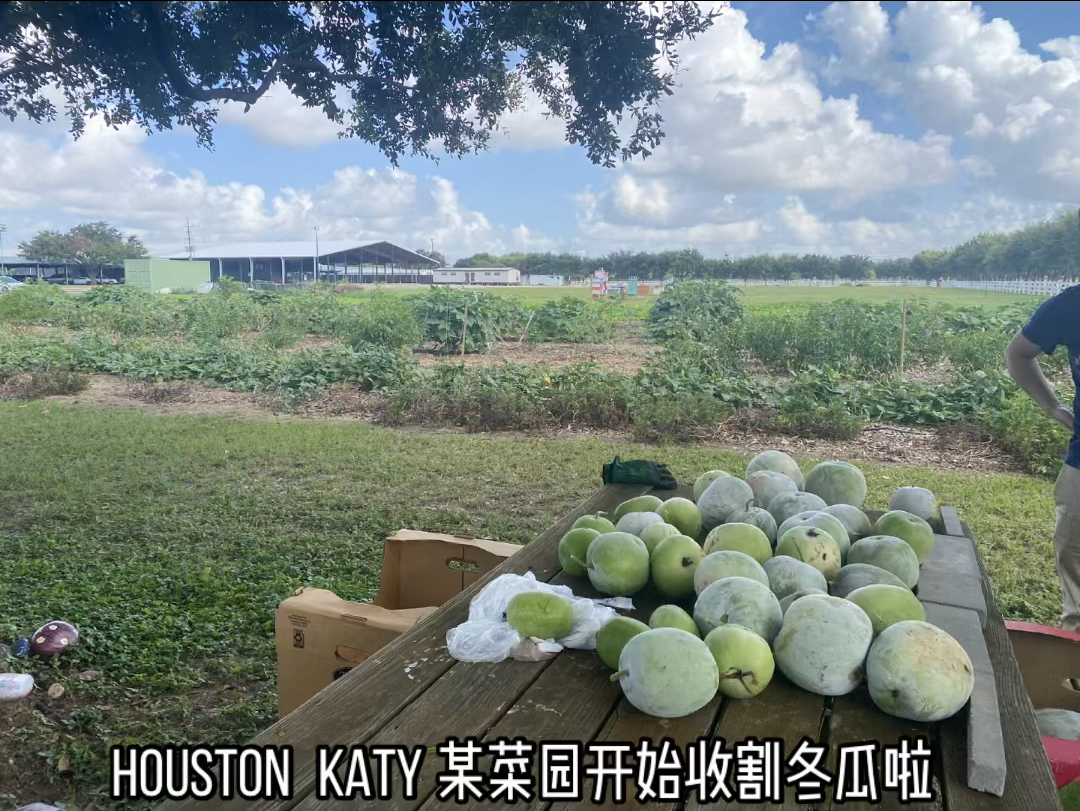 Houston Katy 的小伙伴们,菜园冬瓜丰收了,开始收割冬瓜啦,免费𐟆“,有需要的速速私我#海外生活 #美国生活 #田园生活乐趣多 #休斯顿哔哩哔哩bilibili