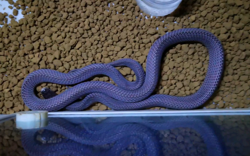 【锉蛇】摆脱了寄生虫和病痛的小家伙儿恢复了它原本的美丽