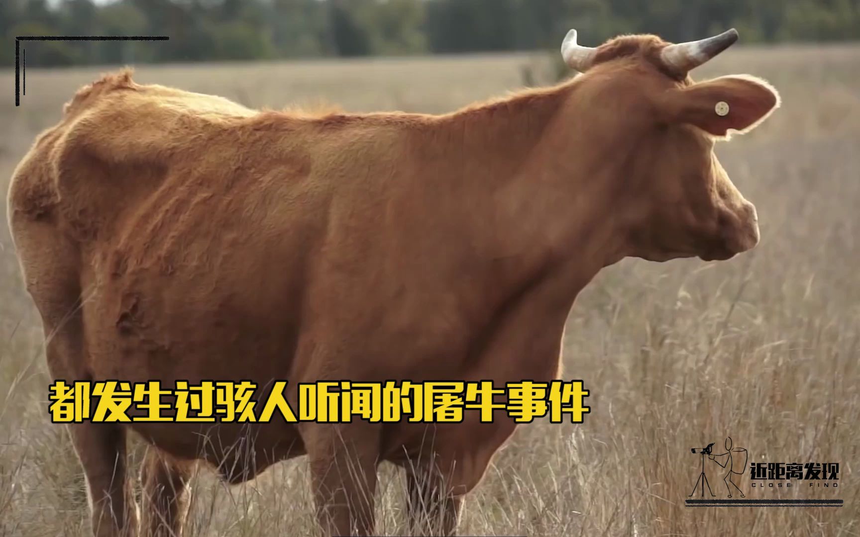 骇人听闻的"屠牛事件",是否是外星人的生物实验