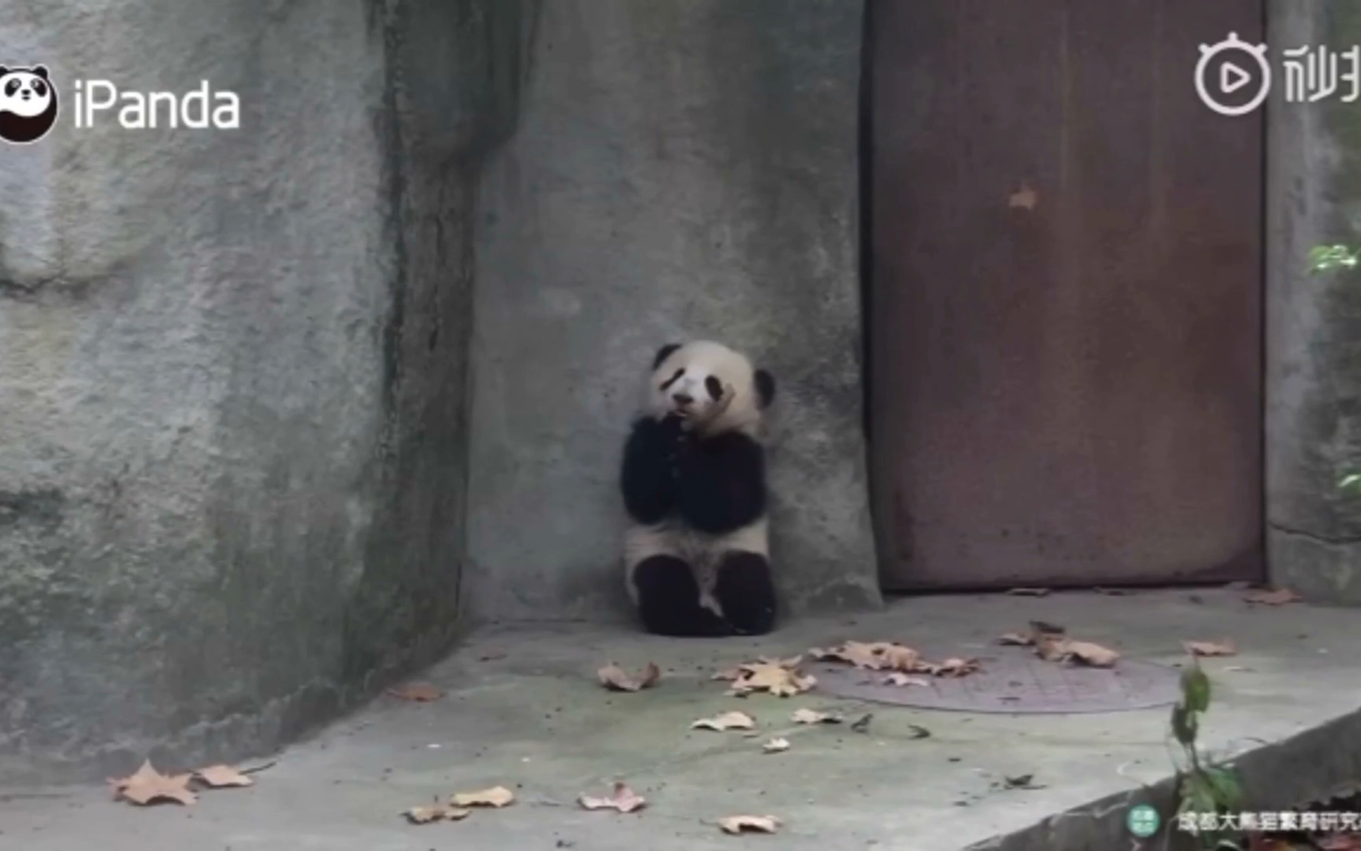 [图]【大熊猫】乖乖坐在角落吃树叶，等待奶爸接熊家回家