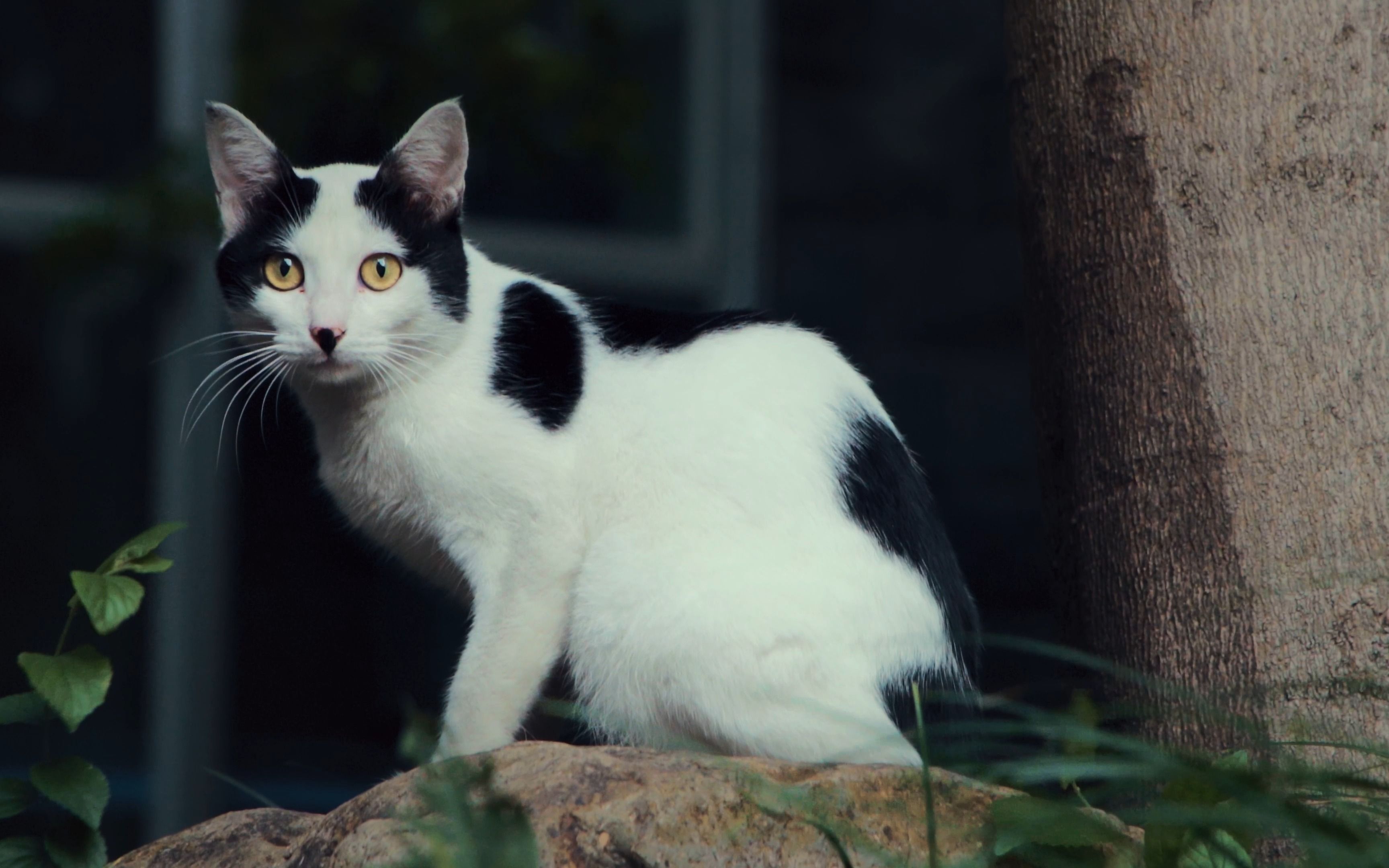 太君咪咪 瞅你咋地