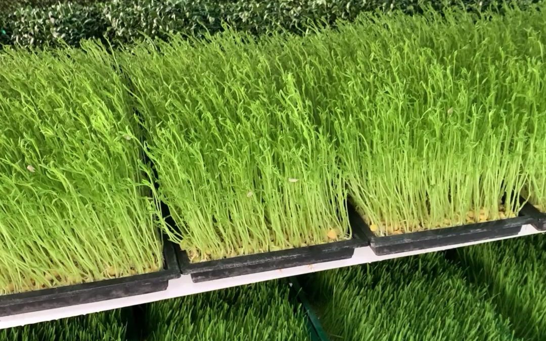 水培芽苗菜的种类有很多,像花生芽,香椿苗,豌豆苗都可,培育的方法也很