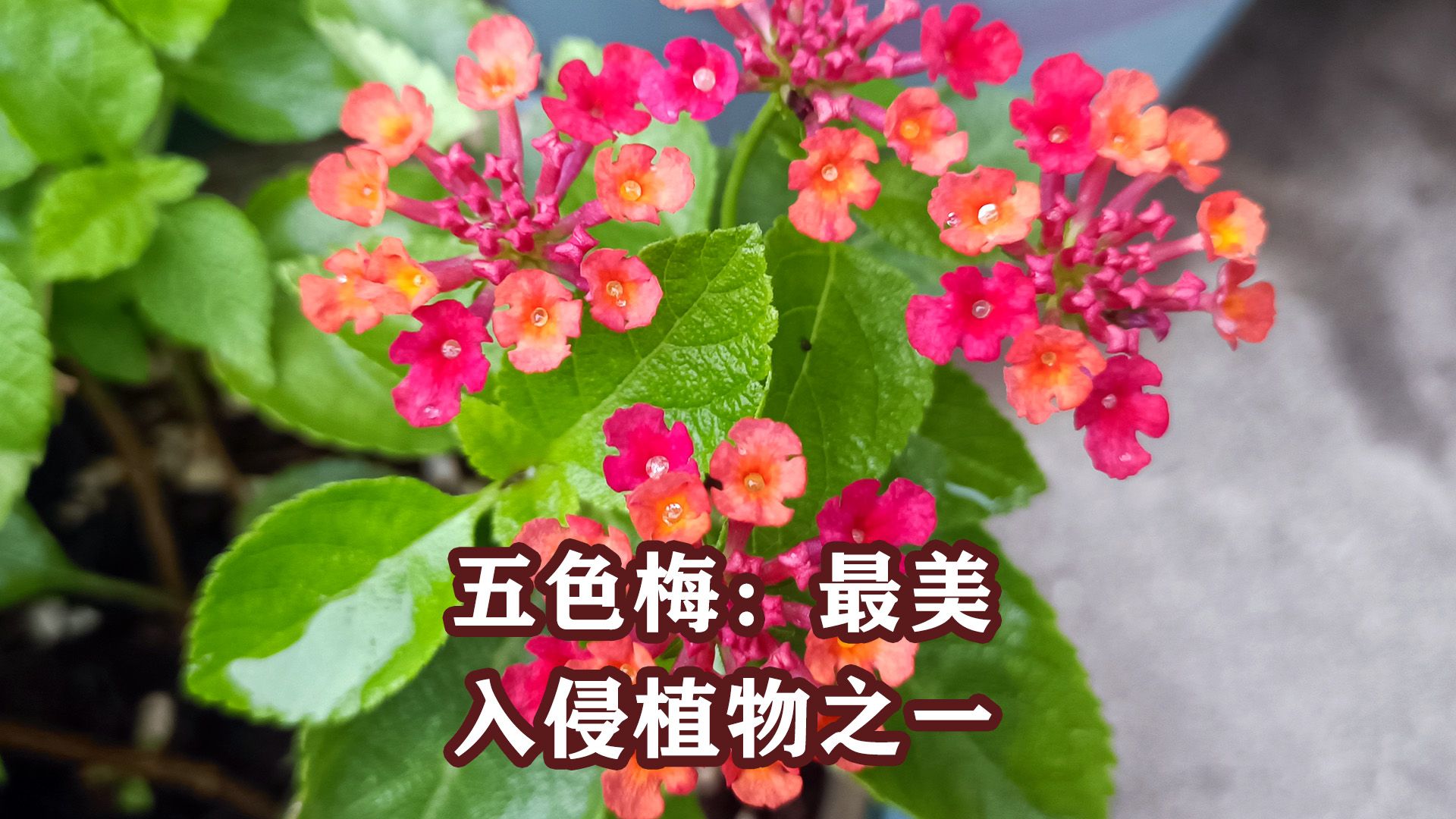 五色梅:闻着臭,但花色会渐变哦!哔哩哔哩bilibili