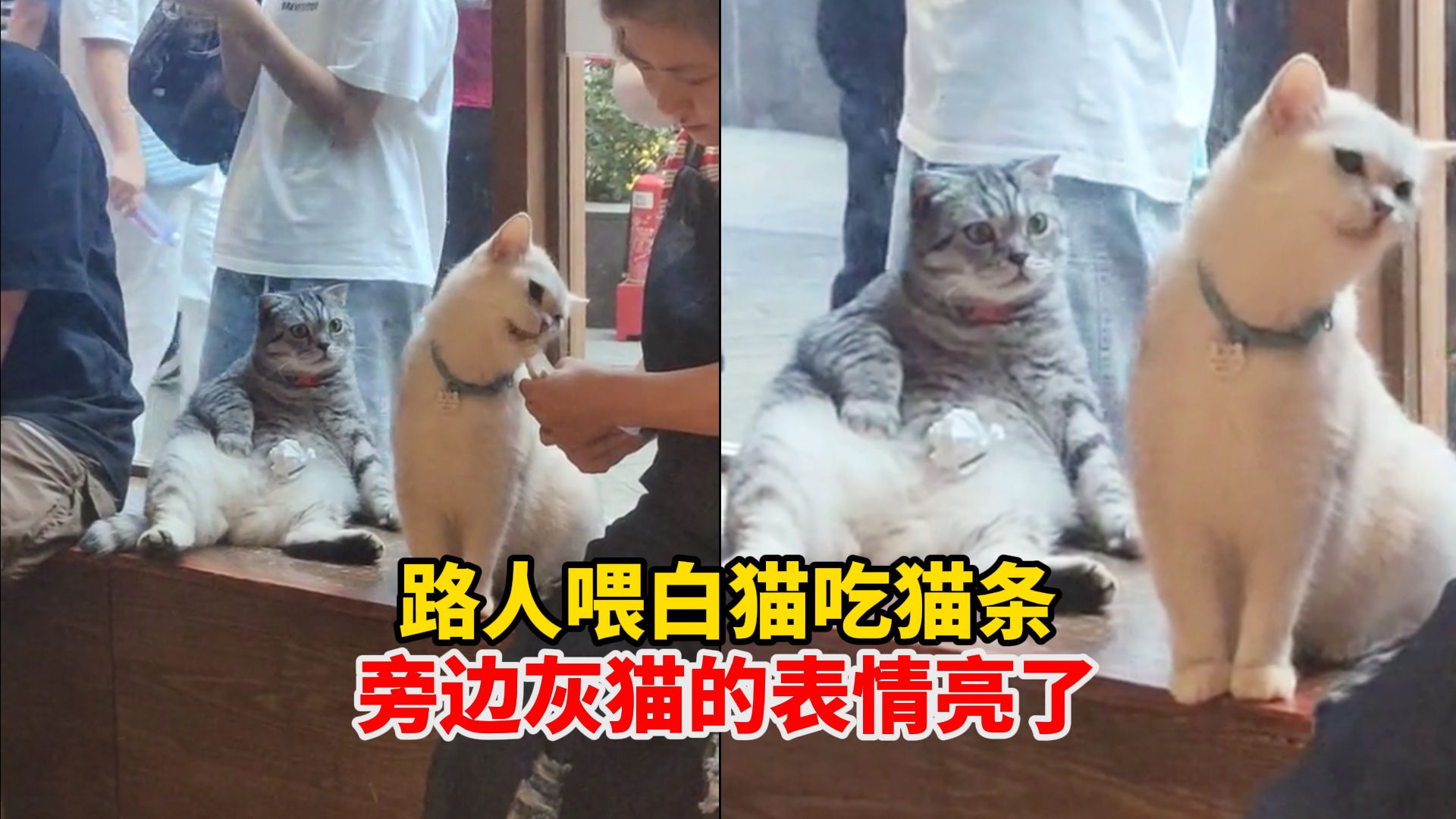 路人喂白猫吃猫条,旁边灰猫的表情亮了,“虽然我胖点但是不能一口不给我吃吧”哔哩哔哩bilibili