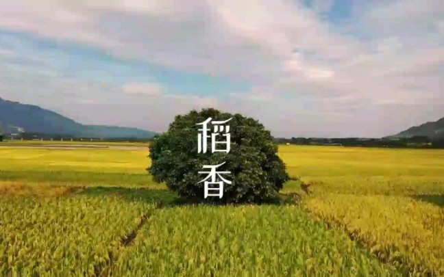 “稻花香里说丰年”!广东清远黎塘村迎来一片丰收景象.#连影广东版权素材网,#www.lygd168.com哔哩哔哩bilibili