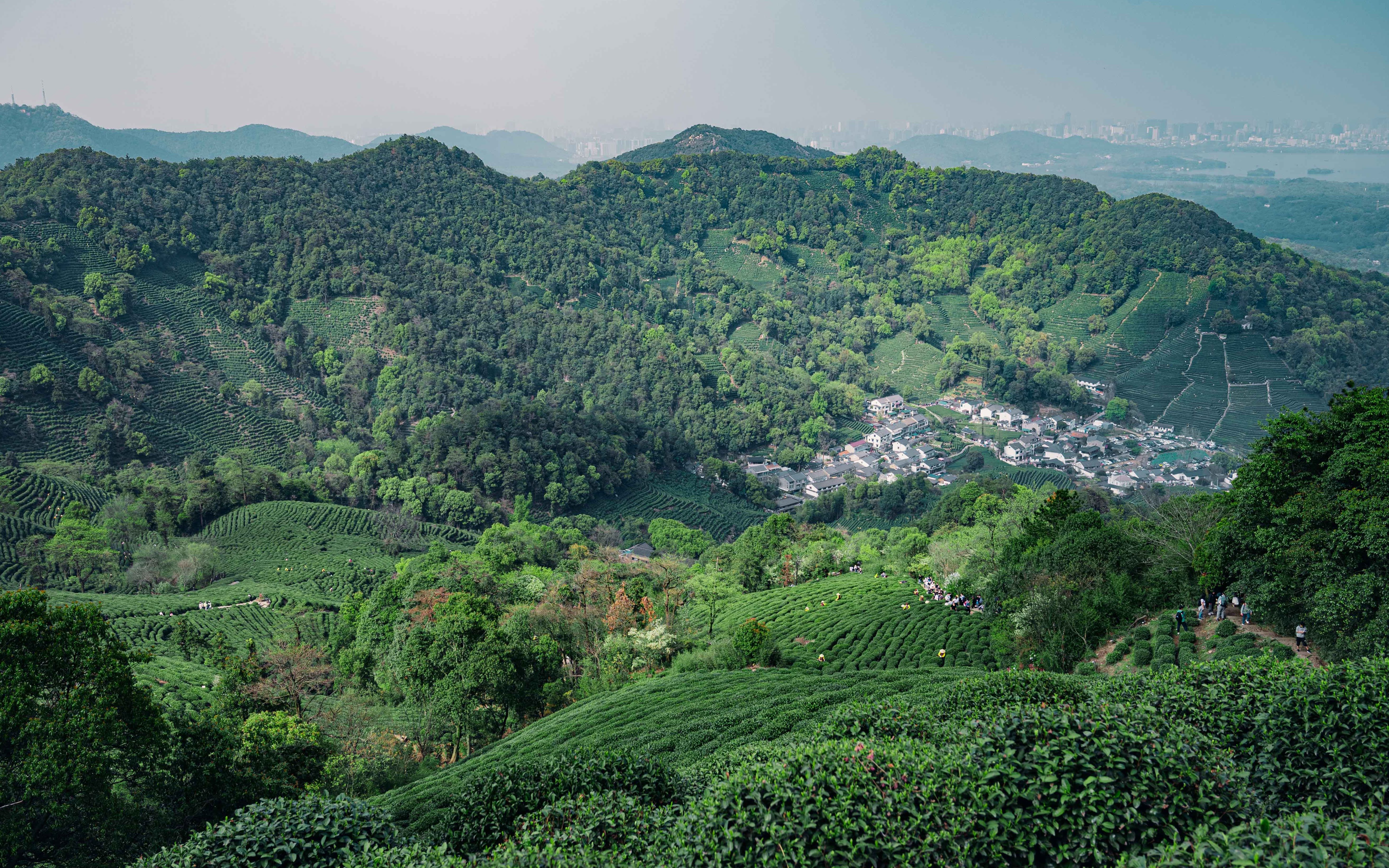 把江南的春天装进口袋丨九溪烟树/十里琅珰/龙井问茶/新西湖十景丨最