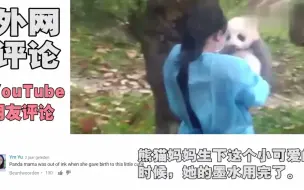 Download Video: 【国外网友评论】老外看那个女人和国宝小灰灰，外国网友评论！