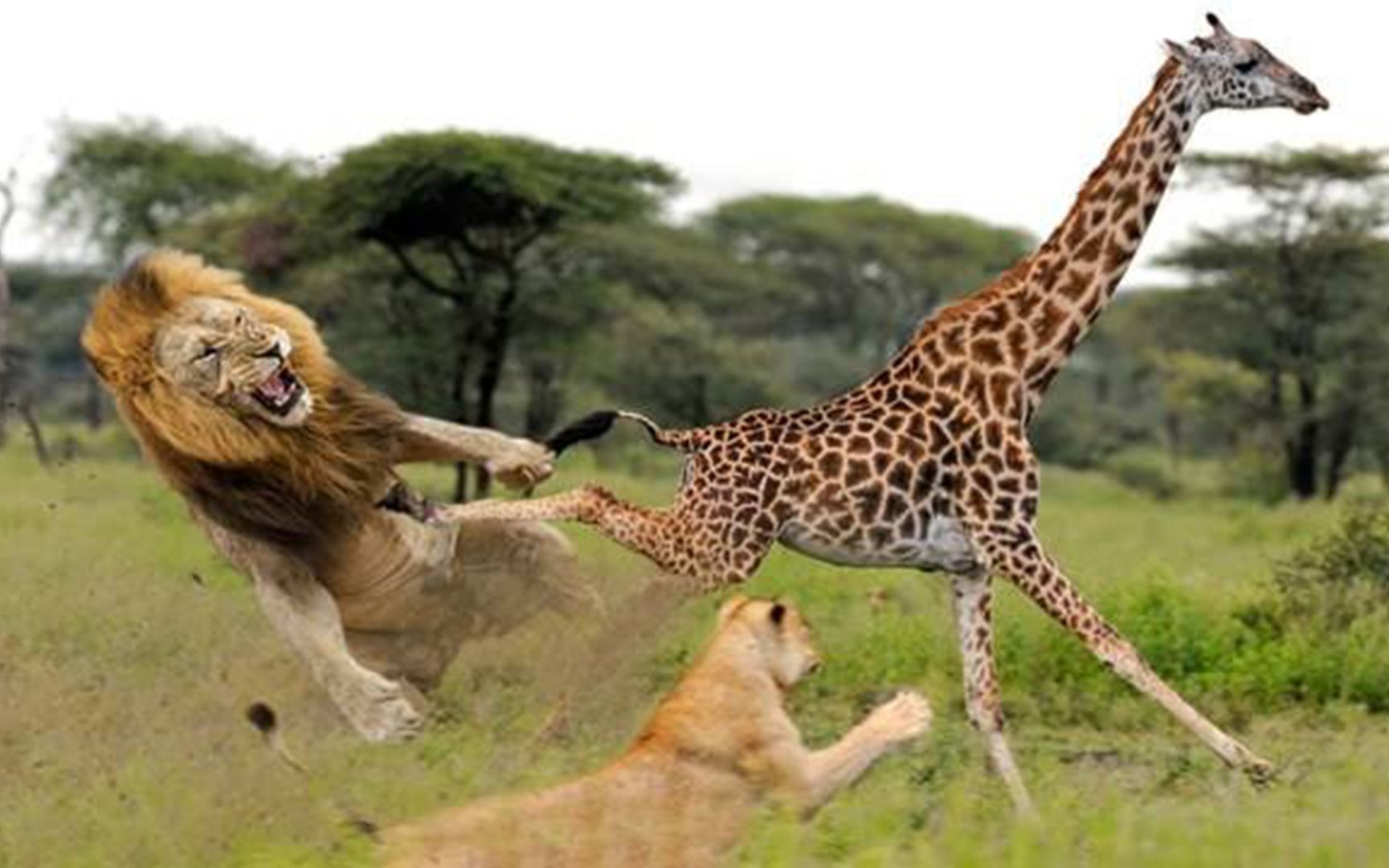 一群有组织有领袖的狮群战无不胜,狮子围捕长颈鹿