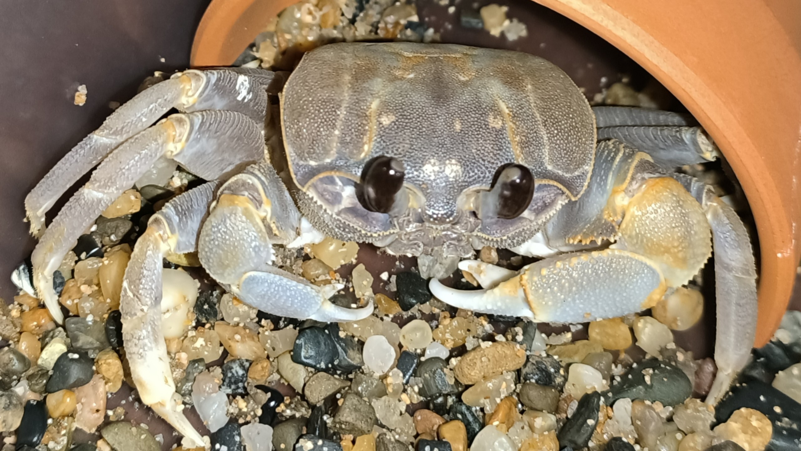 疯狂哈气的沙蟹