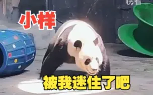 下载视频: “小样，被我迷住了吧！”大熊猫营业精准找到“聚光灯”，超帅背刹出场