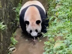 Скачать видео: 9.7大熊猫娥眉追着癞蛤蟆跑，还好没有吃，只是玩了一会