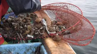 食彩之国毛蟹 哔哩哔哩 Bilibili