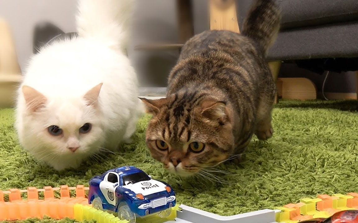 creamheroes7只猫和人类野生字幕酷炫的汽车玩具玩到兴奋的猫咪们