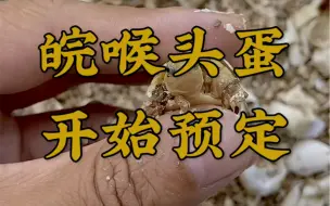 Download Video: 皖喉头苗蛋，今日开始预定。包孵化，孵化包全品#龟蛋孵化 #皖喉 #三黄小青