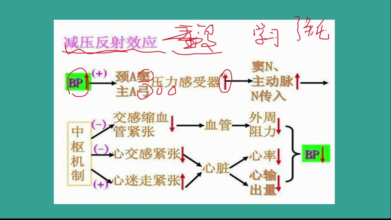 生理学—心血管反射:神经调节(减压反射)哔哩哔哩bilibili