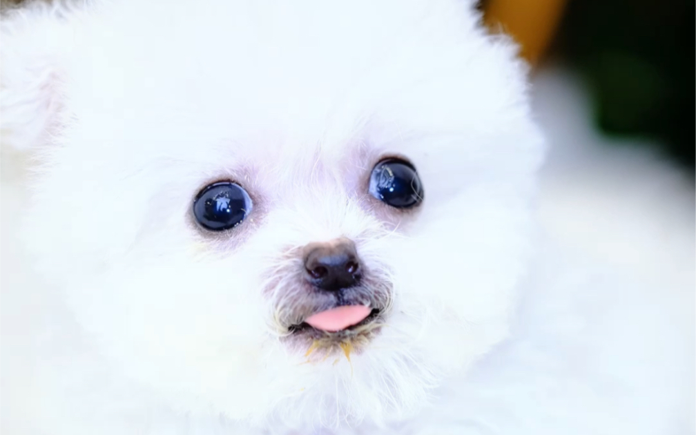 杭州16年 恩恩家萌宠韩系茶杯体比熊弟弟#茶杯犬 #韩系比熊 #比熊