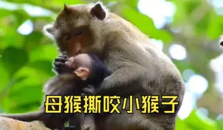 Download Video: 猴妈妈撕咬小猴子的头部，实在的太狠心了，画面看着都痛