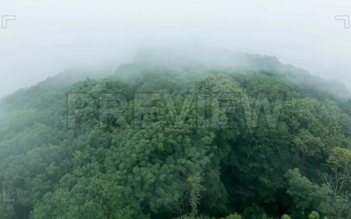 [图]树木中的云雾视频