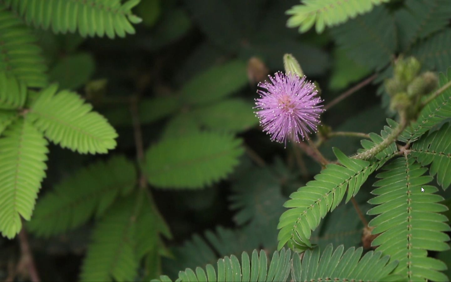 【植物观察日记】阿比的云种花哔哩哔哩bilibili