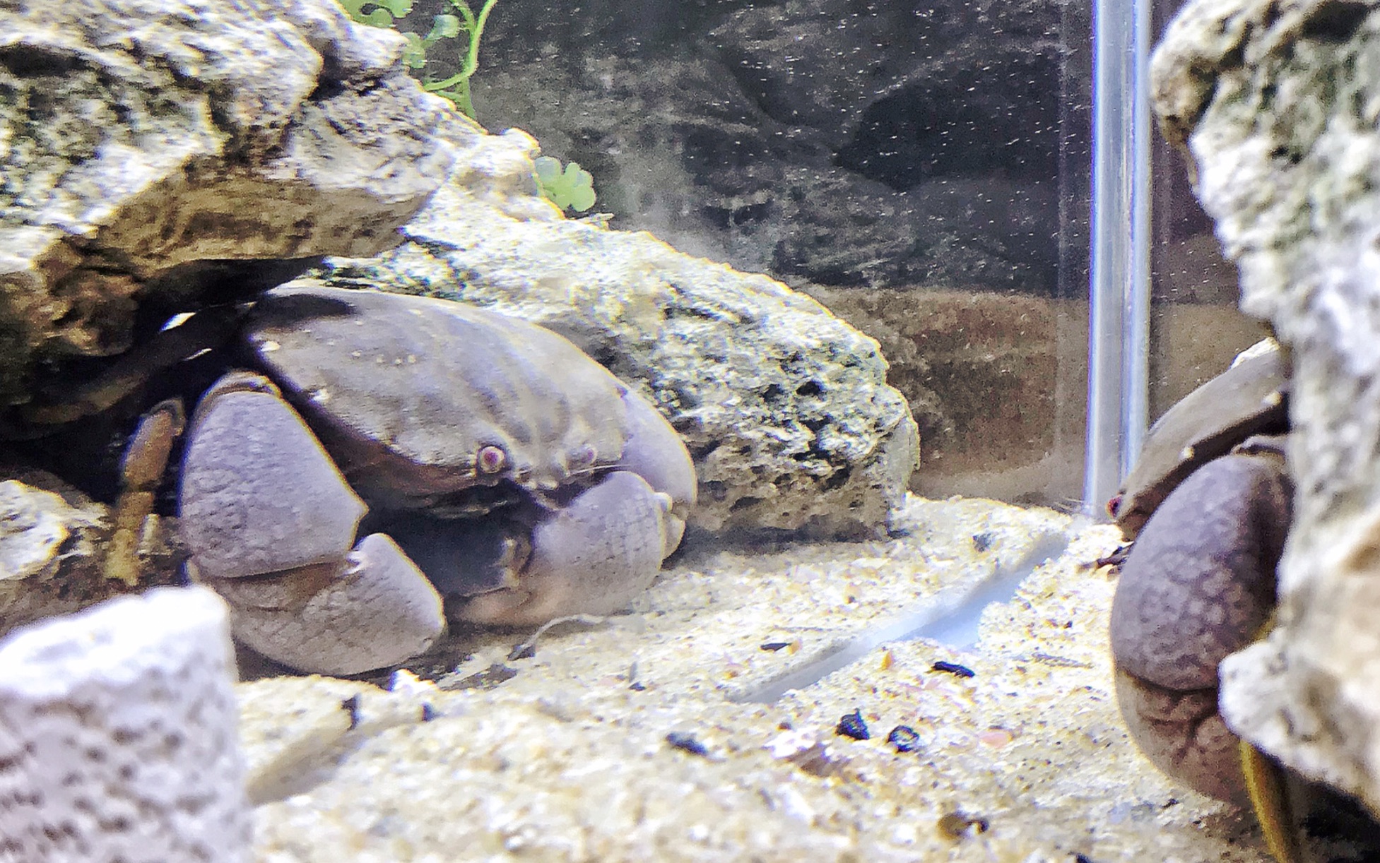 破 裂 哲 扇 蟹 优 雅 进 食