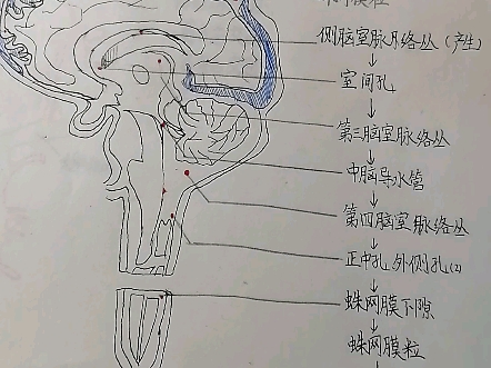 脑脊液的产生及循环途径【系统解剖学】