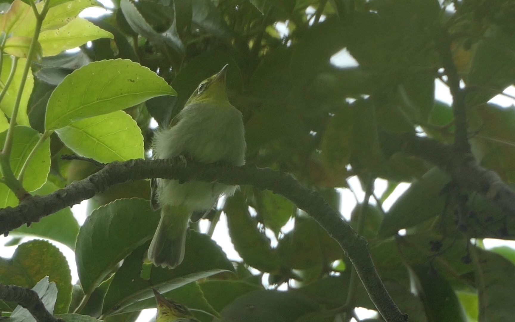 行道树上的两只绣眼幼鸟