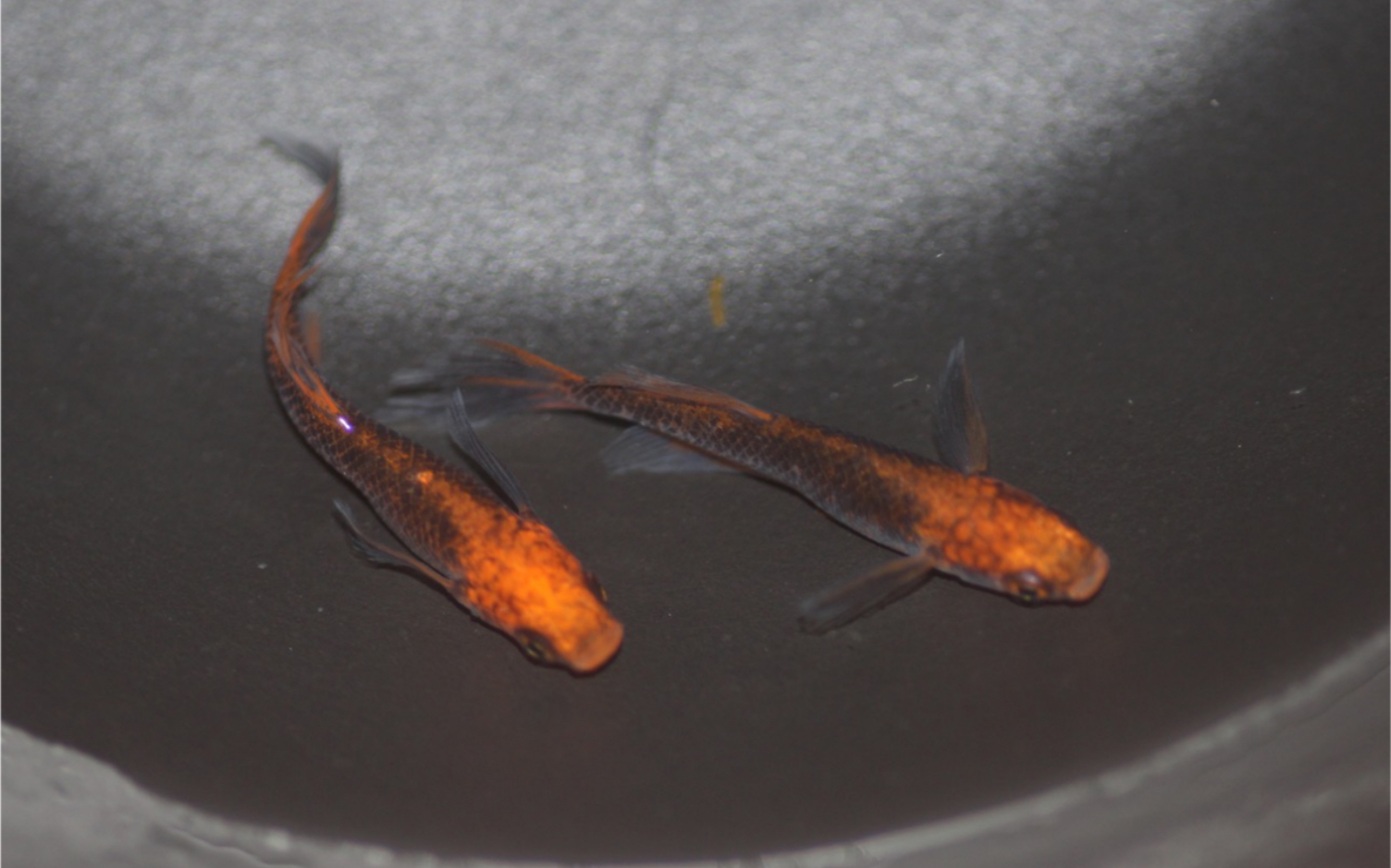 观背青鳉 龙章凤姿_哔哩哔哩_bilibili